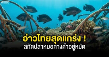 ทช. ยันระบบนิเวศอ่าวไทยยังแกร่ง สกัดปลาหมอคางดำอยู่หมัด ดัชนีชี้วัดความหลากหลายพุ่งสูง